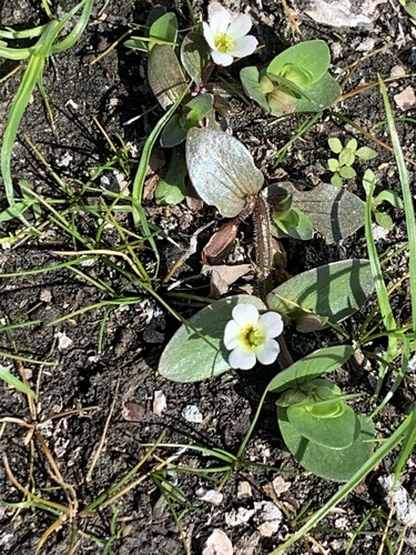 Disk waterhyssop (Bacopa rotundifolia)