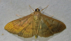 Patania silicalis