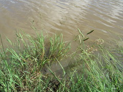 Paspalum denticulatum