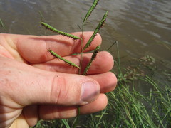 Paspalum denticulatum
