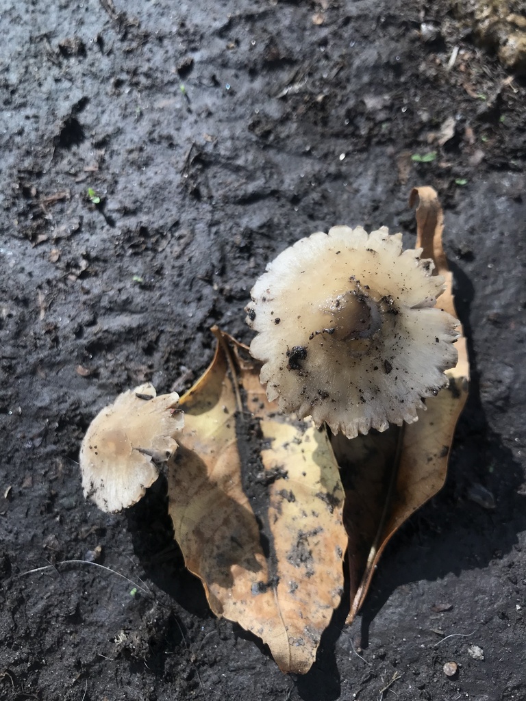 Mycena galericulata · March 2023 · photo: © tutitah (iNaturalist, cc0)