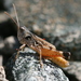 Dociostaurus hauensteini - Photo (c) chemp,  זכויות יוצרים חלקיות (CC BY-NC)