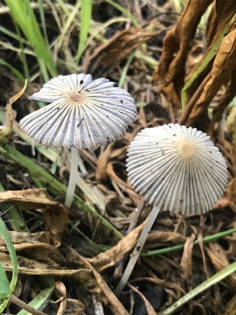 Parasola plicatilis · March 2023 · photo: © tutitah (iNaturalist, cc0)