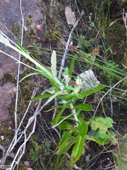 Oresbia heterocarpa
