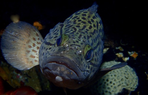 Leopard wirrah (Acanthistius pardalotus) — Serranidae — 5