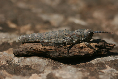 Subspecies Orchamus yersini davisi · iNaturalist