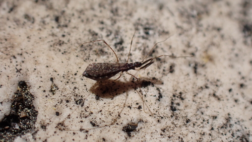 Empicoris xambeui