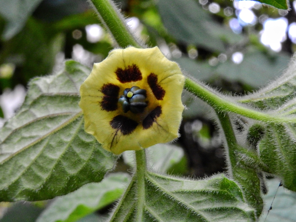 Physalis peruviana, zona1, Quito, Ecuador