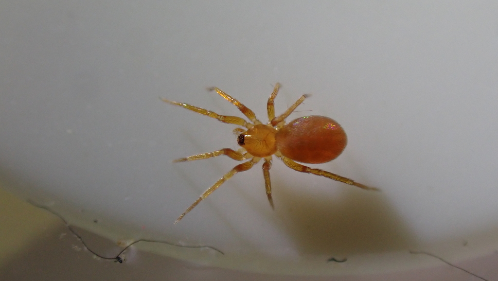 Oonops pulcher