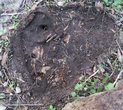 Camponotus festinatus