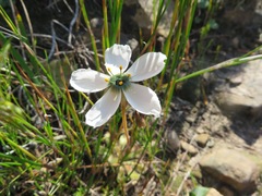 Drosera pauciflora