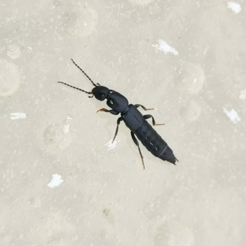 Tetartopeus zetterstedti