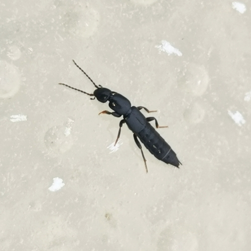 Tetartopeus zetterstedti