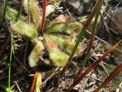 Drosera pauciflora