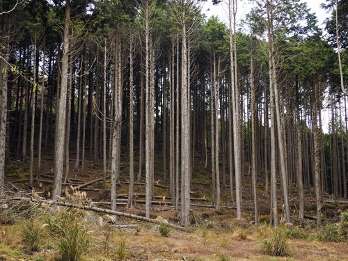 Pseudotsuga japonica iNat (3)