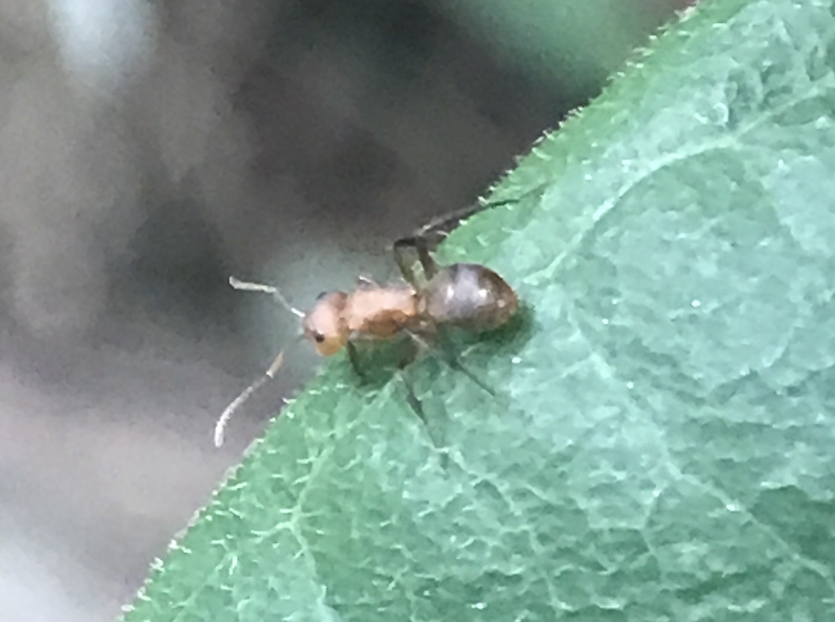 Myrmocladoecus