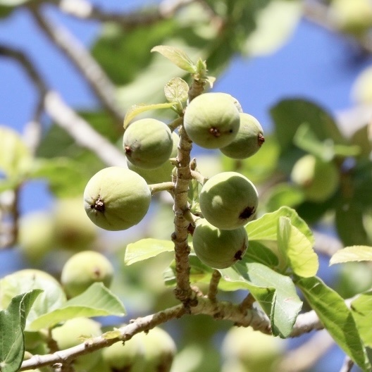 Ficus sycomorus subsp. gnaphalocarpa (Miq.) C.C.Berg