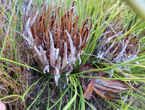 Image of Thongleaf Sugarbush (Protea lorea) by (c) linkie, some rights reserved (CC BY)