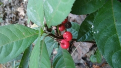 Ardisia japonica