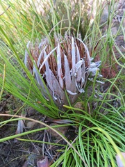 Protea lorea