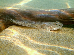 Sand Goby photo 3