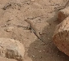 Acanthodactylus schreiberi