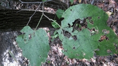 Tilia americana caroliniana