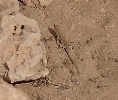 Acanthodactylus schreiberi