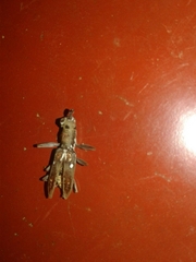 Olenecamptus bilobus
