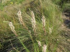 Hebenstretia robusta