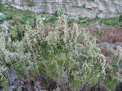 Erica triflora