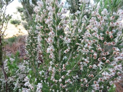 Erica triflora