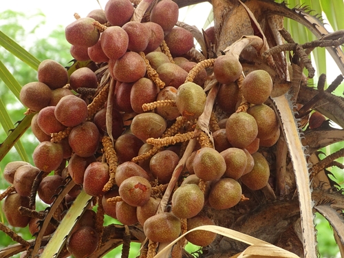 doum palm