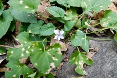 Viola pekinensis