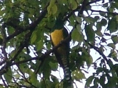 Chrysococcyx cupreus