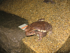 Bufo formosus