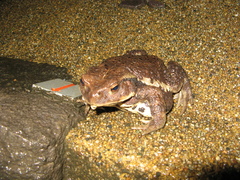 Bufo formosus