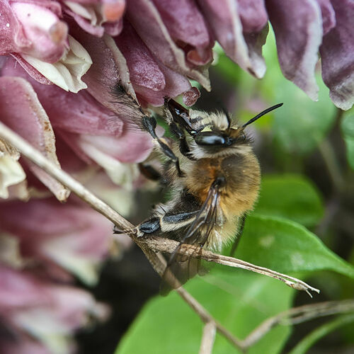 Photo of Hairy-footed Flower Bee (Anthophora plumipes)