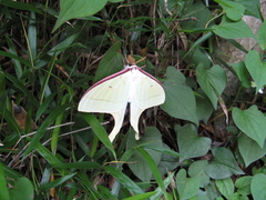 Actias aliena
