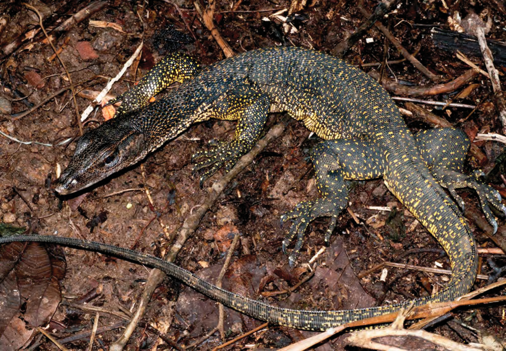 Marbled Water Monitor