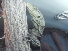 Gray's Monitor photo 3