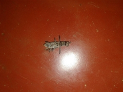 Olenecamptus bilobus