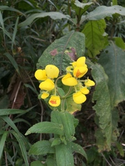 Calceolaria crenata