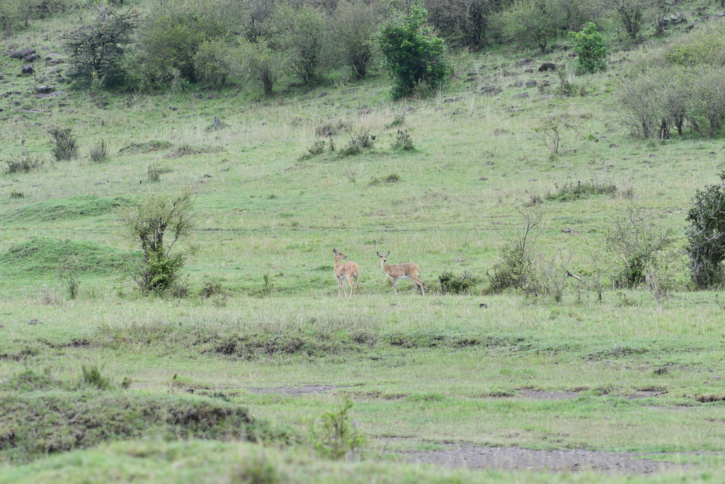 Redunca redunca, F239+Q65 Serena, Tanzania, by gaeaston4