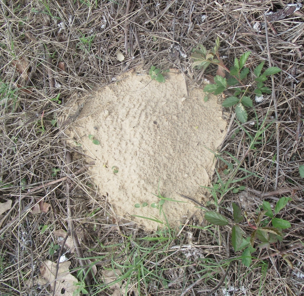 Baird's Pocket Gopher from Hwy 7, Leon County, TX, USA on March 20 ...