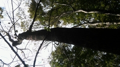 Tilia americana caroliniana