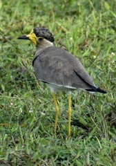 Vanellus malabaricus