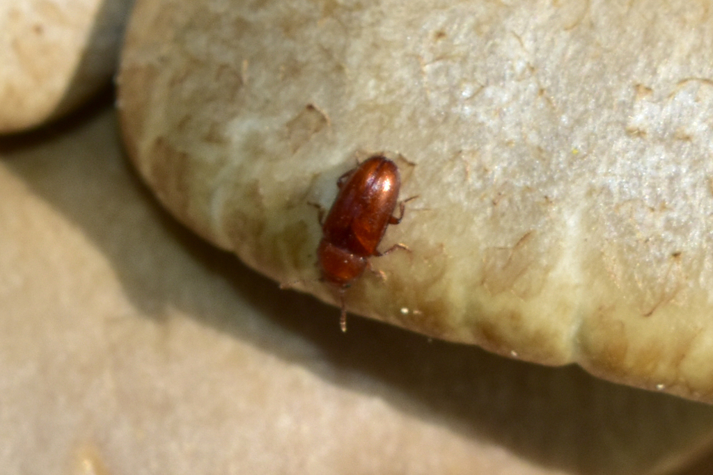 Triplax rubrica