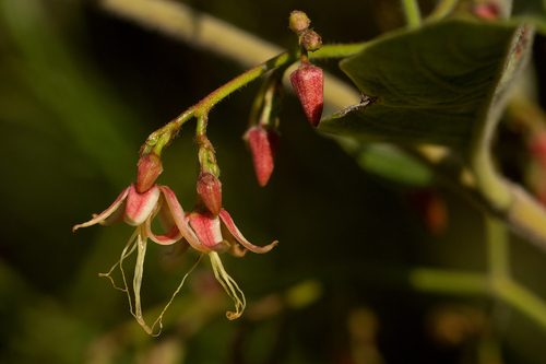 Tacazzea apiculata image