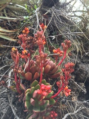 Echeveria quitensis